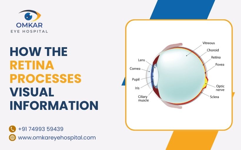 How the Retina Processes Visual Information